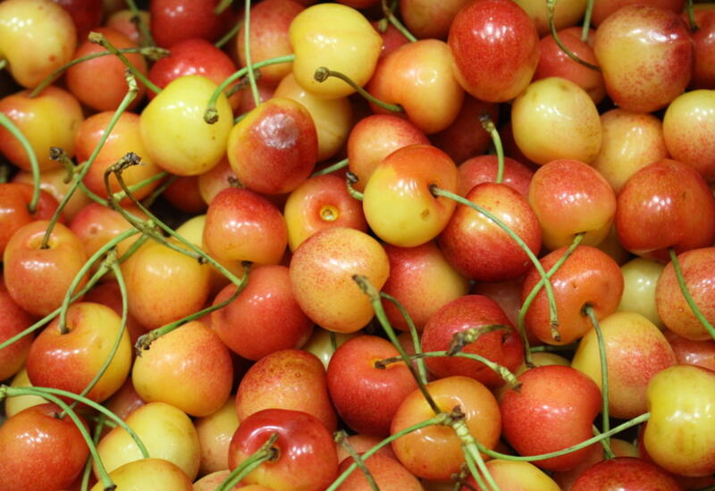 Cerise les vari t s bicolores dynamisent l offre vari tale